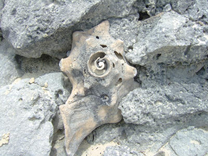 Turks and Caicos, Ambergris Cay, Pleistocene Conch Fossil in Oolitic Sediments