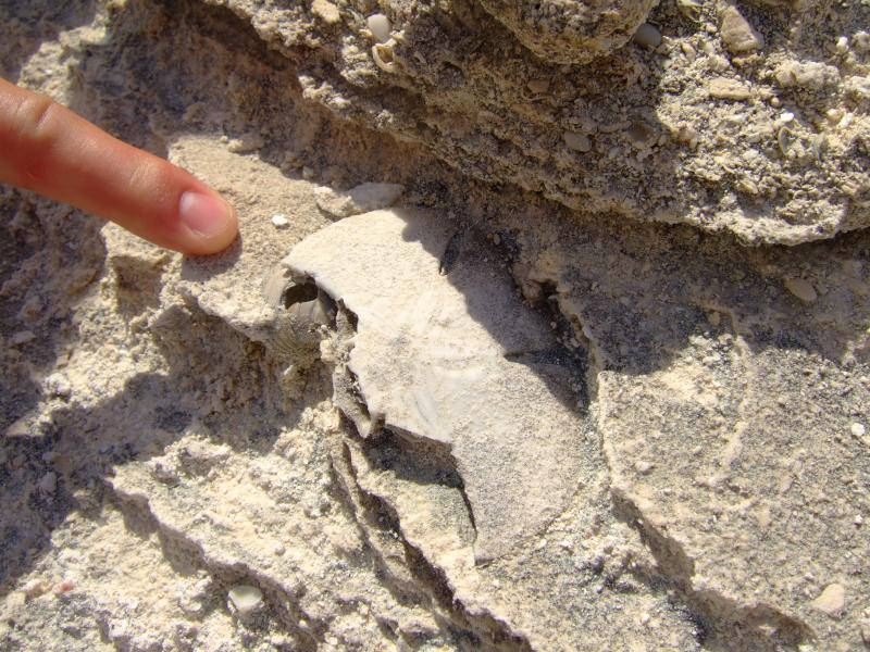Turks and Caicos, West Caicos, Pleistocene Sand Dollar Fossil, Flood Geology