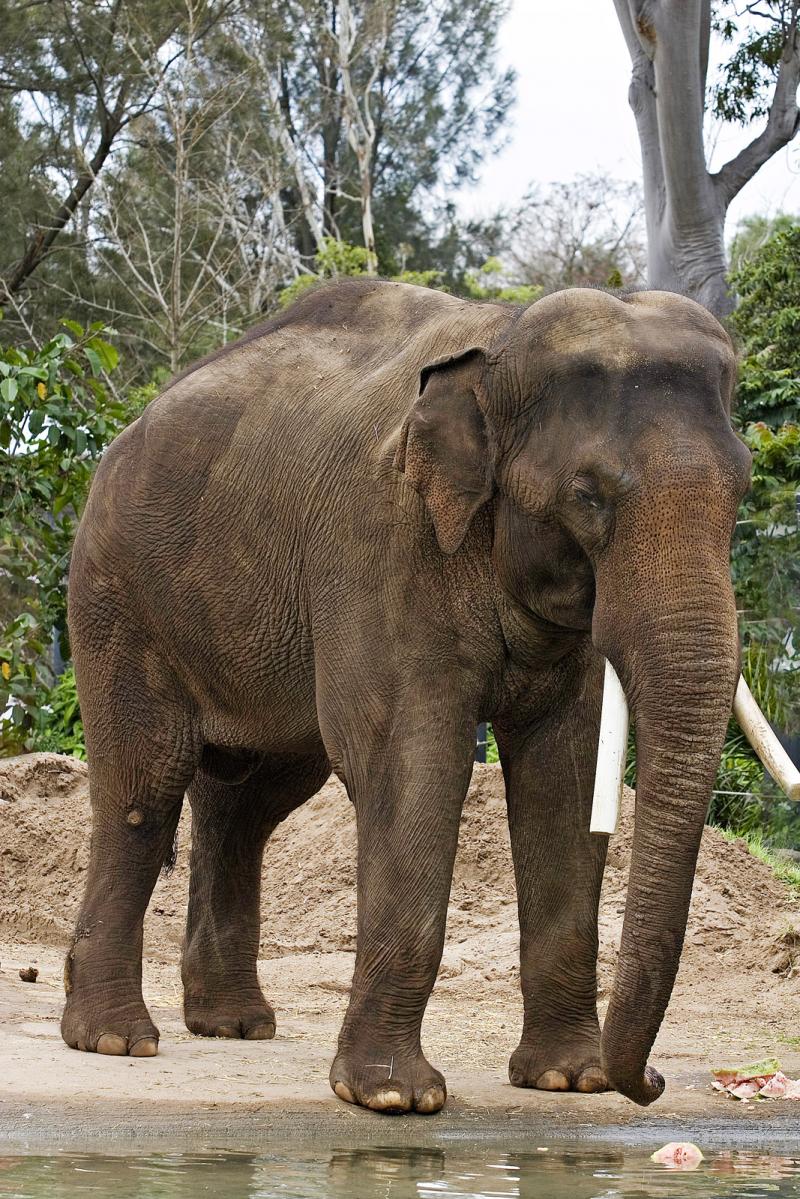 Elephant, behemoth