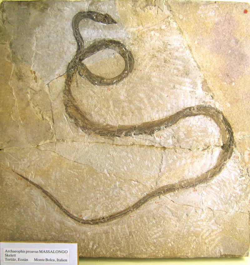 Eocene Snake Fossil, Fall, Curse, Genesis 3