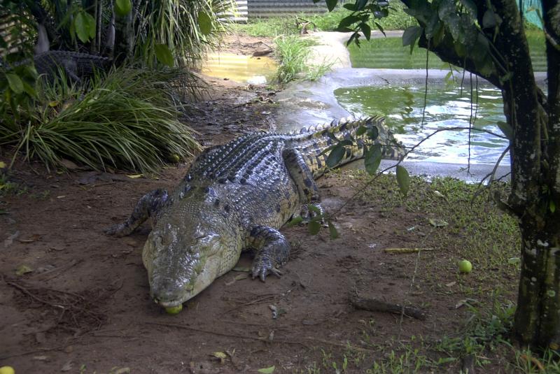Crocodile, Leviathan