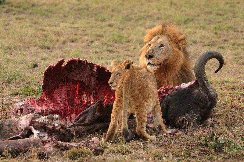 Lions and their prey, animal death, fall, curse