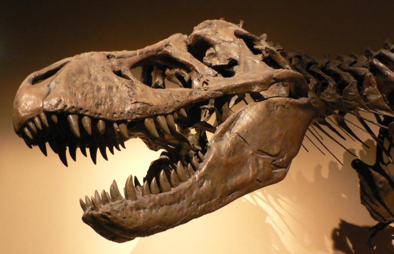 Dinosaurs, Tyrannosaurus Rex