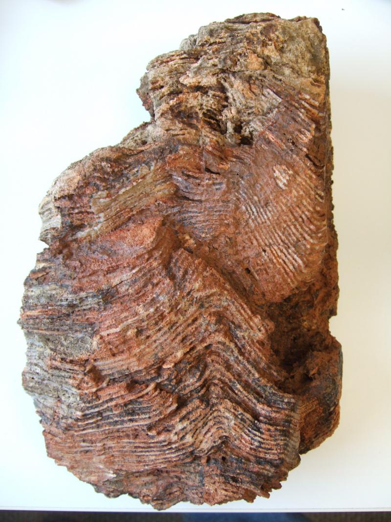 Archean Stromatolite Fossil, Genesis Creation, Bible, Geology