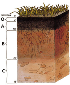 Soil Profile, U.S. Department of Agriculture, Biblical Creation Day 3, Genesis